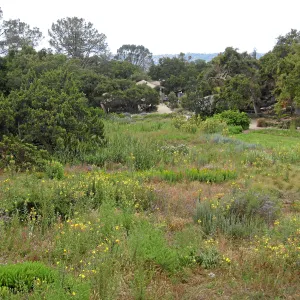SBBG Meadow as seen from roof of Herb Parker structure