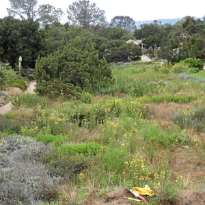 SBBG Meadow as seen from roof of Herb Parker structure