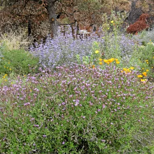 Verbena 'De la Mina'