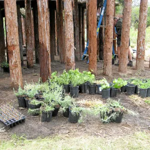 Roof of Herb Parker structure being planted