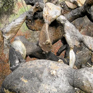 Burned Opuntia hedge in desert section