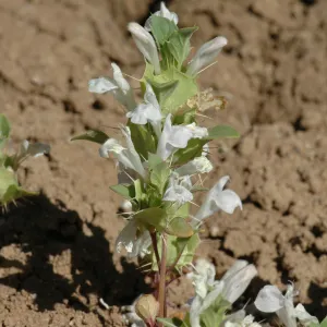 Acanthomintha obovata ssp. cordata