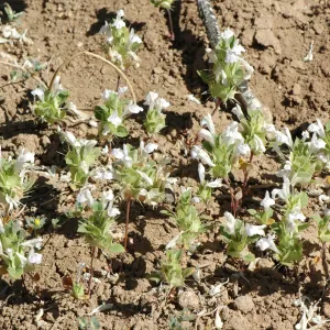 Acanthomintha obovata ssp. cordata