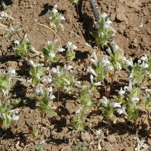 Acanthomintha obovata ssp. cordata