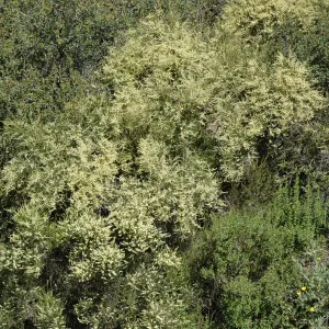 Adenostoma fasciculatum