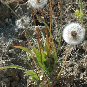 Agoseris grandiflora