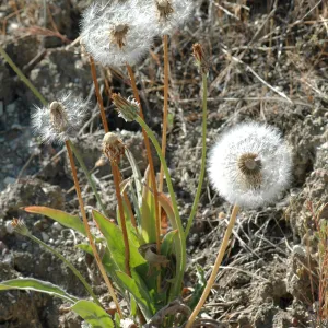 Agoseris grandiflora