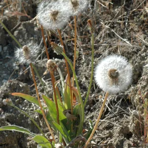 Agoseris grandiflora