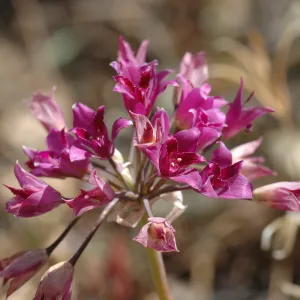 Allium crispum
