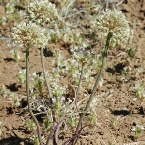 Allium howellii var. clokeyi
