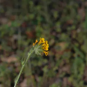 Amsinckia intermedia