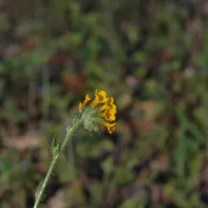 Amsinckia intermedia
