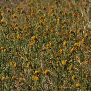 Amsinckia intermedia