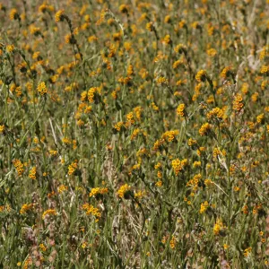 Amsinckia intermedia