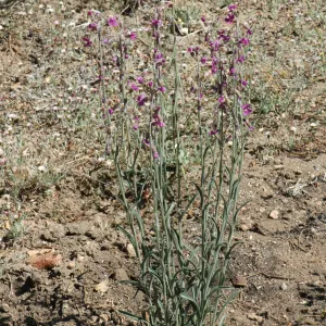 Arabis pulchra