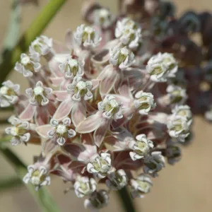 Asclepias fascicularis