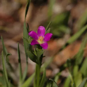 Calandrinia ciliata var. menziesii