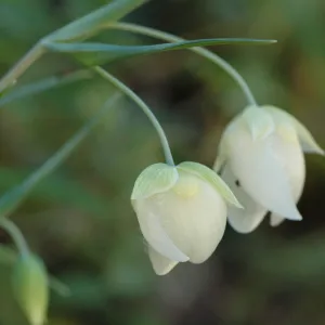 Calochortus albus