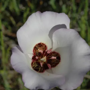 Calochortus catalinae