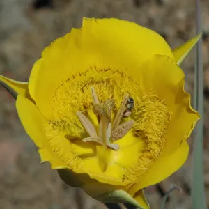 Calochortus clavatus subsp. pallidus