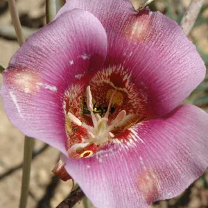 Calochortus venustus