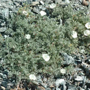 Calystegia collina subsp. venusta