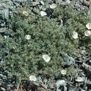 Calystegia collina subsp. venusta
