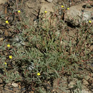 Cammisonia strigulosa