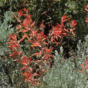 Castilleja affinis subsp. affinis
