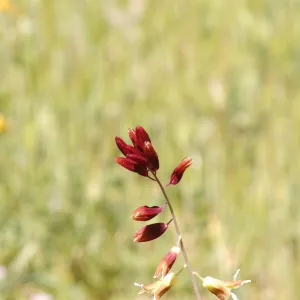 Caulanthus coulteri var. lemmonii