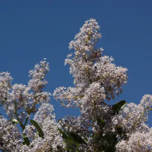 Ceanothus spinosus