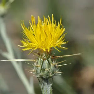 Centaurea solstitialis