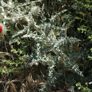 Cirsium occidentale var. venustum