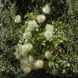 Clematis lasiantha