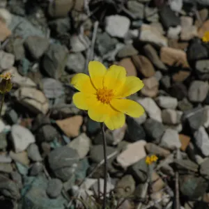 Coreopsis bigelovii