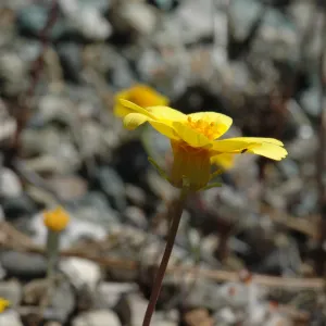 Coreopsis bigelovii