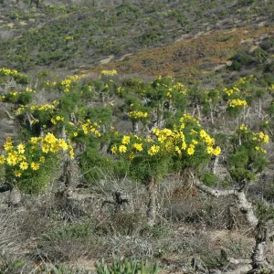 Coreopsis gigantea