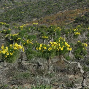 Coreopsis gigantea