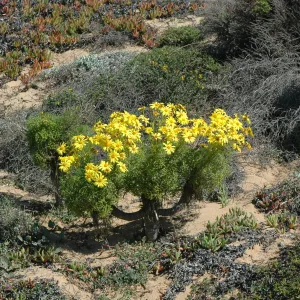 Coreopsis gigantea
