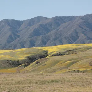 Cuyama Valley wildflower display
