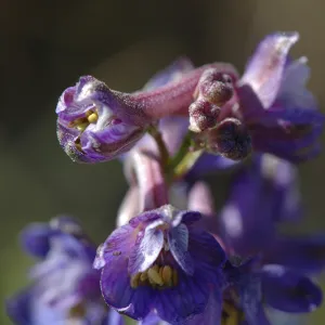 Delphinium umbraculorum