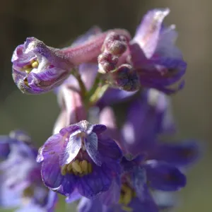 Delphinium umbraculorum