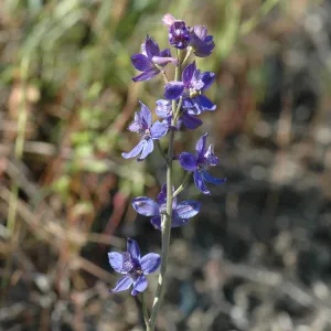 Delphinium umbraculorum