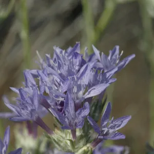 Eriastrum densifolium ssp. elongatum