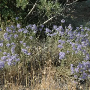 Eriastrum densifolium ssp. elongatum