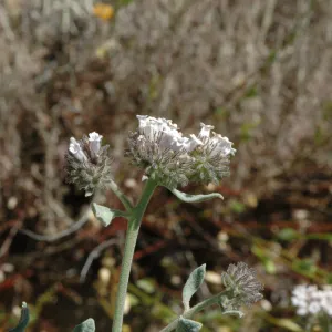 Eriodictyon traskiae