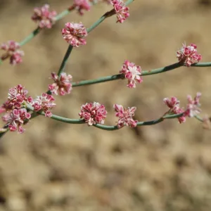 Eriogonum cithariforme (Cithara Buckwheat)