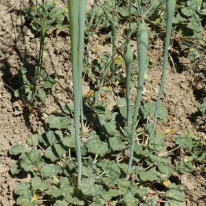 Eriogonum clavatum