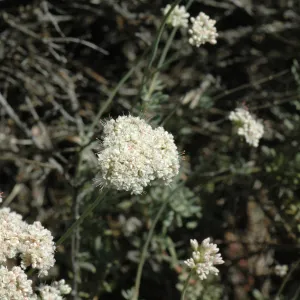 Eriogonum fasciculatum var. foliolosum