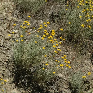 Eriophyllum confertiflorum
